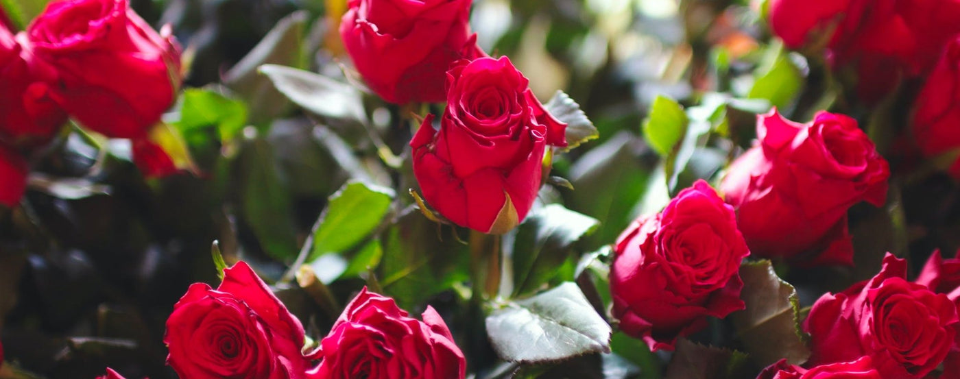 Rose Royal Fragrance - Maison Termé Harrogate